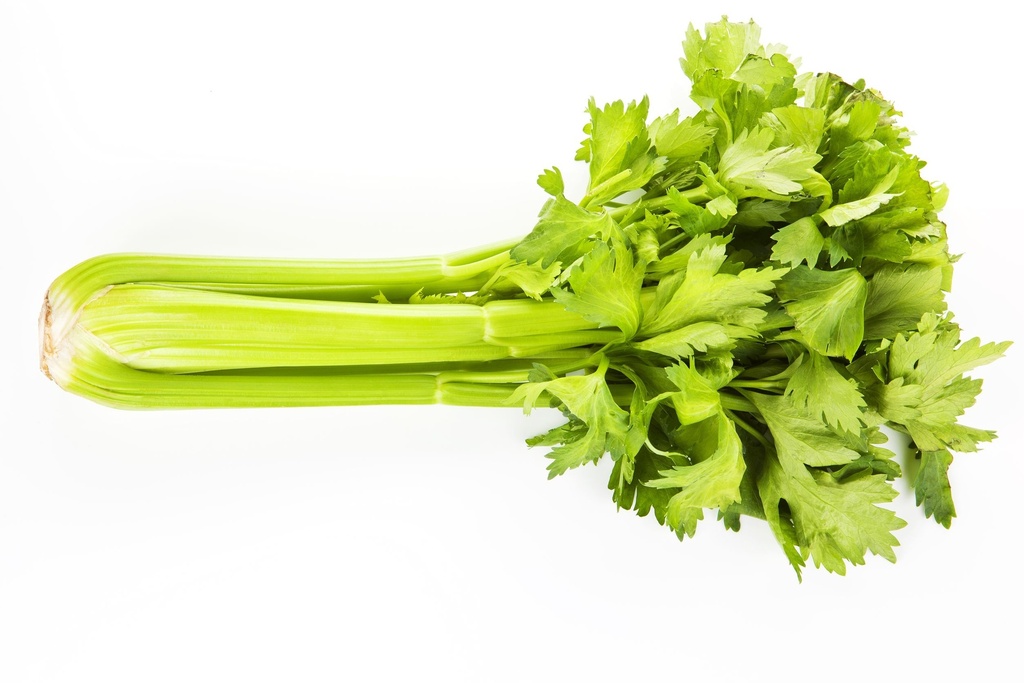 CELERY/CEDANO x KG