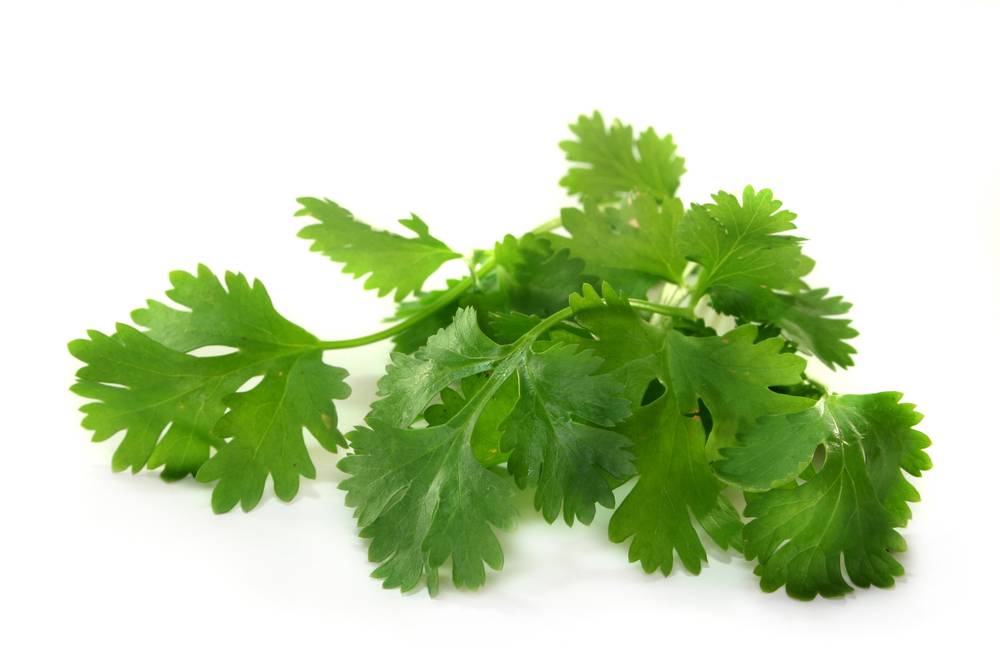 CILANTRO