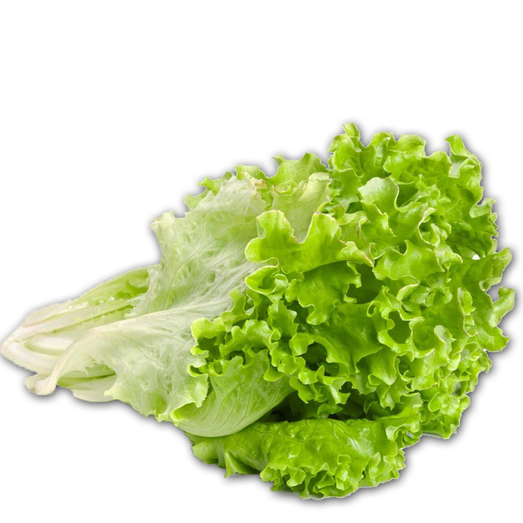 LECHUGA CRIOLLA