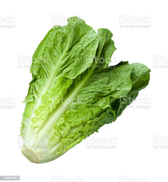 LECHUGA ROMANA